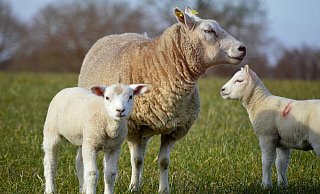 Ein unbekannter Mann trieb sich nachts mit einem Koffer auf einer Schafwiese herum. (Symbolbild) - Pixabay/neelam279