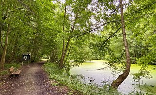 Auf dieser Bank in den Gohfelder Tannen können Spaziergänger pausieren und abkühlen. - Wencke Meckenstock