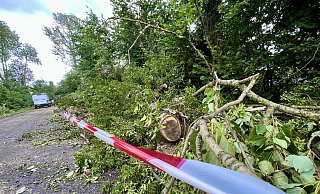 Am Tag nach dem Sturm lagen die teils entwurzelten und teils gefällten Bäume klein gesägt neben den Straßen, wie hier der Krewetstraße. - Jens Reddeker