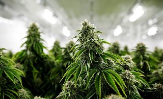 Die Angeklagten betrieben mehrere Cannabisplantagen und stellten außerdem in Espelkamp Amphetaminöl her. - Pixabay