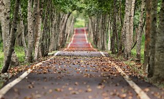 Die Fahrt eines 55-Jährigen endet vor einem Baum. - Symbolbild: Pixabay