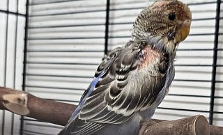 Der erkrankte Vogel hat eine neue Heimat gefunden. - Tierschutzverein Bielefeld