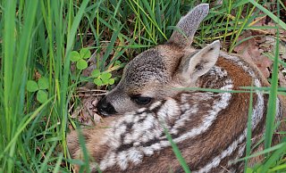 Rehkitze liegen oft tief versteckt im hohen Gras. Wenn ihre Mütter auf Nahrungssuche gehen, legen sie den Nachwuchs dort ab – in der Annahme, er sei dann gut geschützt. - Sascha Händle/Pixabay