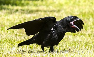 Die Kita Krempoli in Hunnebrock ist derzeit durch nistende Saatkrähen belastet. Das Gesundheitsamt hat sich die Situation nun angesehen. - Symbolbild: Pixabay/Kathy_Büscher