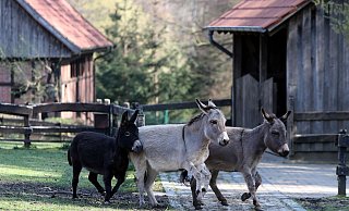 Eine extremistische Gruppe trifft sich neuerdings regelmäßig am Bielefelder Tierpark Olderdissen. - Wolfgang Rudolf