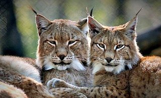 Der heimische Luchs ist eigentlich nur im Tierpark zu sehen. - Tierpark Ströhen