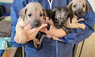 Rio (v. l.), Raja und Ruben wurde in Sennestadt in der Hitze ausgesetzt und kamen in einem erbärmlichen Zustand ins Tierheim. - Tierschutzverein Bielefeld