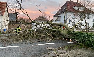 In Ostwestfalen-Lippe mussten die Einsatzkräfte zahlreiche durch die Stürme umgestürzte Bäume wegräumen, so wie hier in Herford. - Feuerwehr Herford