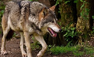 Schon mehrere Male sind Wölfe im Lübbecker Land gesichtet und gemeldet worden. - Pixabay/Alexas_Fotos