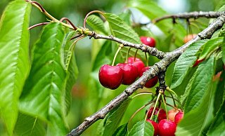 Der Mann stürzte beim Kirschenpflücken aus einem Baum. - Pixabay