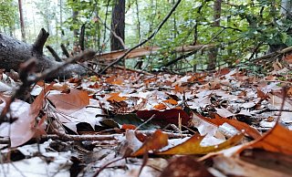 In einem Wald haben drei Kinder den Toten entdeckt. - Symbolfoto: Pixabay