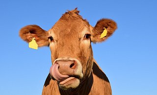 Eine Kuh hat sich heute Morgen auf der Autobahn befunden. - (Symbolbild): Pixabay