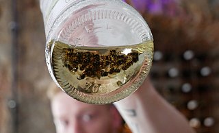 Barkeeper Maurice Hossfeld mit der "Wespen-Falle" hinter der Theke. - Sonja Vollmer