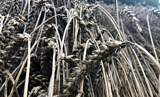 Regen und Wind machen dem Getreide auf den Feldern zu schaffen. Sowohl die Qualität als auch die Menge leiden unter dem schlechten Wetter. - Jens Müller