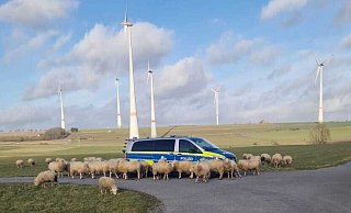 Etwa 40 Schafe belagern den Einsatzwagen der Polizei Paderborn, während versucht wird, den Schäfer zu erreichen. - Polizei Paderborn