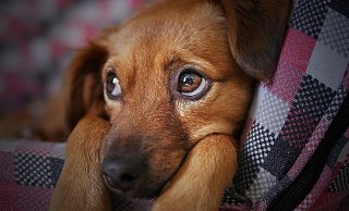 Wegen der Sommerferien war die Hundepension in Löhne ausgebucht. - Symbolbild: Pixabay
