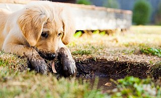 Wie fies: Die Kaufinteressenten bezahlten voller Vorfreunde, doch der versprochene niedliche Hund kam nicht. - Symbolfoto: pixabay / Creative Commons