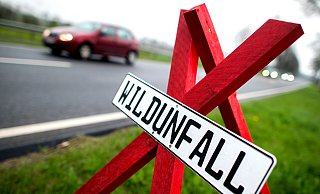 Wildwechsel führt besonders im Herbst und im Frühjahr zu Verkehrsunfällen. - DPA