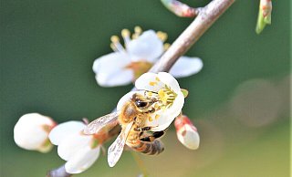 Eine Biene im Kreis Höxter findet in einer Blüte Nahrung - ein Bild, das so auch mitten im Winter entstehen könnte. - David Schellenberg.