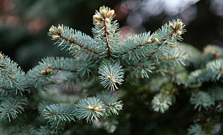 Anstatt ihn nach den Feiertagen zu entsorgen, kann man den Tannenbaum noch weiterverwenden. - Pixabay (Symbolbild)