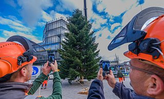 Am 2. November waren gekaufte Nadelbäume in der Innenstadt aufgestellt worden. Für gespendete Tannen gab es keine Ausnahmegenehmigung von der neuen Baumschutzsatzung. Das ärgert einen Spender noch heute. - Andreas Zobe