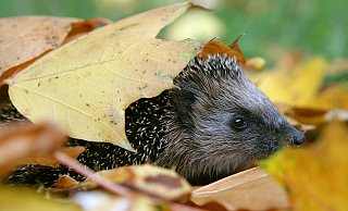 Für die einen ist es Gartenabfall, für die anderen ein kuscheliges Zuhause: Igel mögen besonders Laubhaufen und herumliegende Äste. - Patrick Pleul