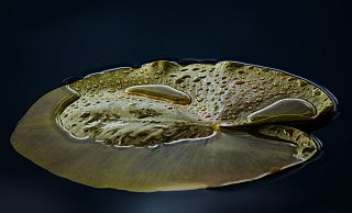 Sowohl das Wasser als auch der Sauerstoffgehalt im Wasser sinkt durch die Hitze. Das hat Folgen. - (Symbolbild): Pixabay