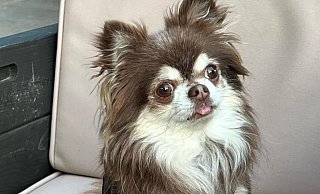 Der Chihuahua Sammy hatte in Paderborn Giftköder gefressen. Jetzt ist er gestorben. - privat