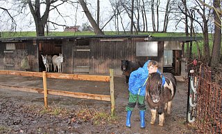 Zwei Esel und zwei Ponys befinden sich auf den Hof Schürstedt. Maxi Schürstedt (11) hält sich am liebsten bei ihnen auf. - Anastasia von Fugler
