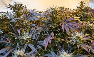 Die Polizei entdeckte bei der Durchsuchung 21 Cannabispflanzen bei dem Höxteraner. - (Symbolbild) Pixabay