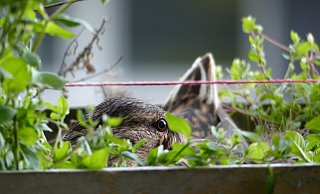 Aufmerksam beäugt das Weibchen seine Umgebung. Nicht stören solle man die brütenden Tiere, rät der Deutsche Tierschutzbund. - Privat