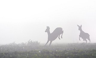 Feuerwerk in der Silvesternacht versetzt Wildtiere in Panik. - picture alliance / imageBROKER