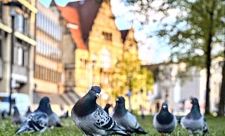 Tauben vor dem Bielefelder Rathaus: Aktuell werden sie dort noch regelmäßig von Freiwilligen des Tierschutzvereins gefüttert. - Eike J. Horstmann