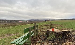 Die Kastanie stand direkt hinter der Bank an dem Feldweg in Bad Holzhausen, der Holunder etwas weiter hinten. - Sandra Spieker