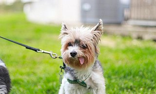 Eine Hundeleine wie auf diesem Symbolfoto versperrte einem Radler den Weg, er stürzte. Nun muss sich die Hundehalterin vor Gericht wegen fahrlässiger Körperverletzung verantworten. - Talal Hakim, Pexels