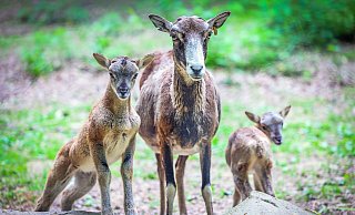 Die Mufflons sind im Tierpark Olderdissen ein echtes Highlight. - Sarah Jonek