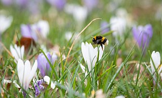 Eine Hummel sammelt Pollen. - Christian Modla