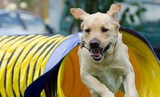 Sportliche Elemente müssen in die Finalshow am „Dog Day“ im Safariland eingebaut werden. - Pixabay