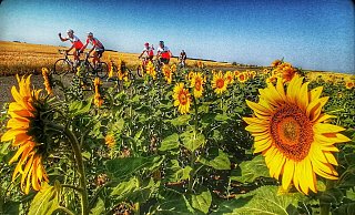 Auf ihrer Fahrt durch Frankreich kamen die Radsportler vom RMC Schloß Neuhaus auch an schier endlosen Sonnenblumenfeldern vorbei. - Bernhard Dirkschnieder
