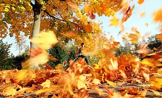 Schön, aber auch lästig: Mit den Herbstwinden fällt wieder reichlich Laub an. - Patrick Menzel