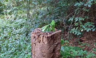 Wie auf dem Präsentierteller liegt der gefüllte Hundekotbeutel auf einem Baumstamm im Bielefelder Wald. - privat