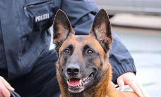 Ein Diensthund der Polizei war bei der Hausdurchsuchung im Einsatz. - Polizei Höxter