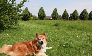 Der Elo-Hündin Jussi scheint die Fläche, die Hundewiese werden könnte, zu gefallen. - Frank-Michael Kiel-Steinkamp