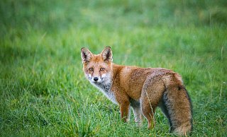 Ein schöner Räuber ist der Fuchs, aber auch einer, der dank des Menschen überall Nahrung findet. - Patrick Pleul