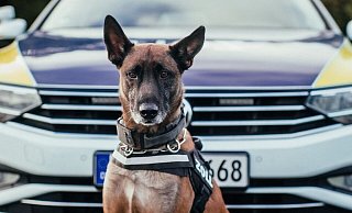 Zollhund „Basko“ hat eine gute Spürnase bewiesen. Er fand in drei Verstecken im Wagen Kokain und Marihuana. - Zoll Bielefeld