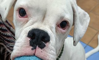 Polly will doch nur spielen. - Privat