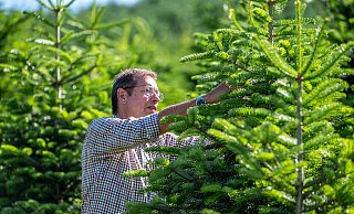 Forstunternehmer Eberhard Hennecke arbeitet an Tannen auf seiner Plantage im Sauerland. Gut ein halbes Jahr vor Weihnachten blicken die Baumerzeuger optimistisch auf das kommende Fest. - Markus Klümper