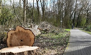 Um Platz für den breiteren Weg zu schaffen, wurden Bäumen gefällt. - Lena Henning