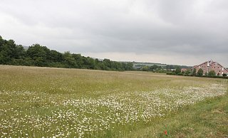 Auf dieser Wiese am Almehang könnten Photovoltaik-Anlagen gebaut werden. Links hinter den Büschen verläuft die A33. - Uwe Müller