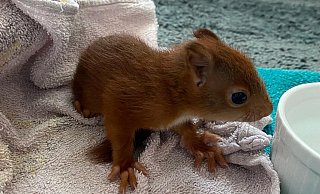 Das kleine Eichhörnchen hat bei einer Polizistin Schutz gesucht. - Polizei Höxter